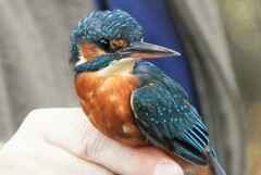 Alcedo atthis ispida
