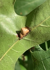 Macrodiplosis majalis