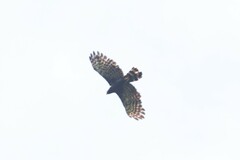 Spizaetus tyrannus