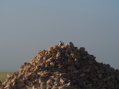 Passer domesticus balearoibericus