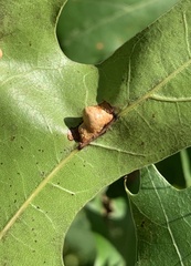 Macrodiplosis majalis