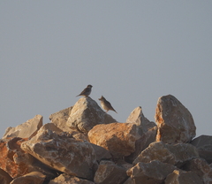 Passer domesticus balearoibericus