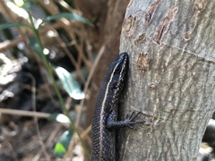 Trachylepis punctatissima