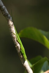 Anolis chloris