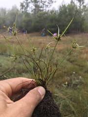 Cyperus fuscus