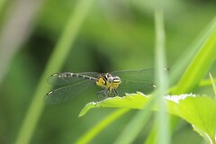 Austrogomphus ochraceus