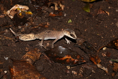 Carphodactylus laevis