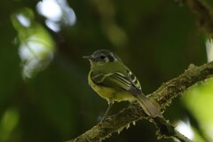 Pogonotriccus ophthalmicus