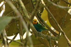 Chlorochrysa nitidissima