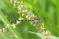 Austrogomphus ochraceus