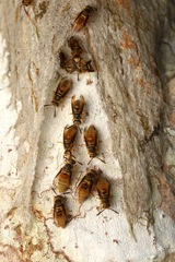 Parachartergus smithii