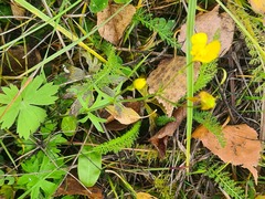Ranunculus propinquus subborealis