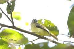 Leptopogon superciliaris