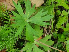 Ranunculus propinquus subborealis
