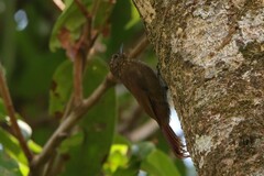 Glyphorynchus spirurus