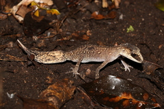Carphodactylus laevis