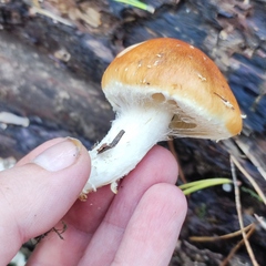 Pholiota lubrica