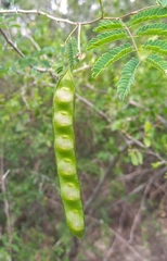 Senegalia berlandieri