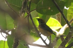 Tangara icterocephala