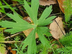 Ranunculus propinquus subborealis