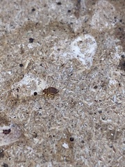 Cimex lectularius