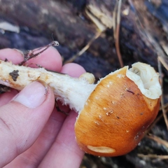 Pholiota lubrica