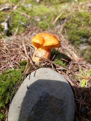 Suillus grevillei