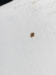 Cimex lectularius