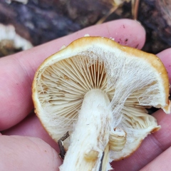 Pholiota lubrica