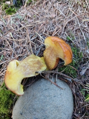 Suillus grevillei