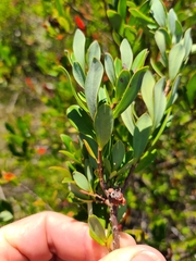Cliftonia monophylla