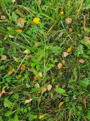 Ranunculus propinquus subborealis