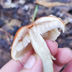 Pholiota lubrica