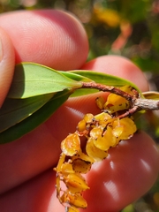 Cliftonia monophylla