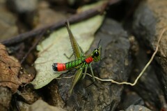 Paramastax rosenbergi