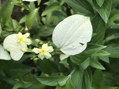 Pseudomussaenda flava