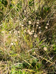 Syngonanthus flavidulus