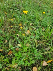 Ranunculus propinquus subborealis