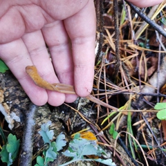 Macrotyphula fistulosa