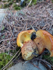 Suillus grevillei