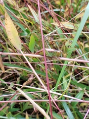 Conocephalus strictus