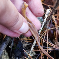 Macrotyphula fistulosa