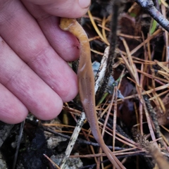 Macrotyphula fistulosa