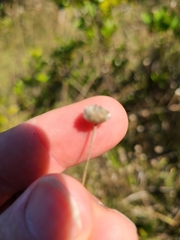 Syngonanthus flavidulus