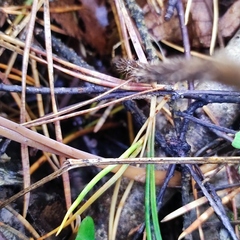 Macrotyphula fistulosa