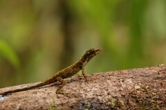 Anolis