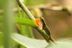Anolis