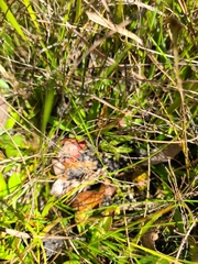 Sarracenia psittacina