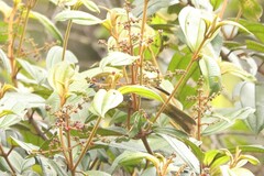 Chlorospingus flavigularis