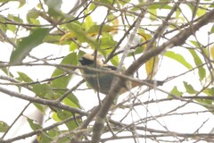 Tangara labradorides